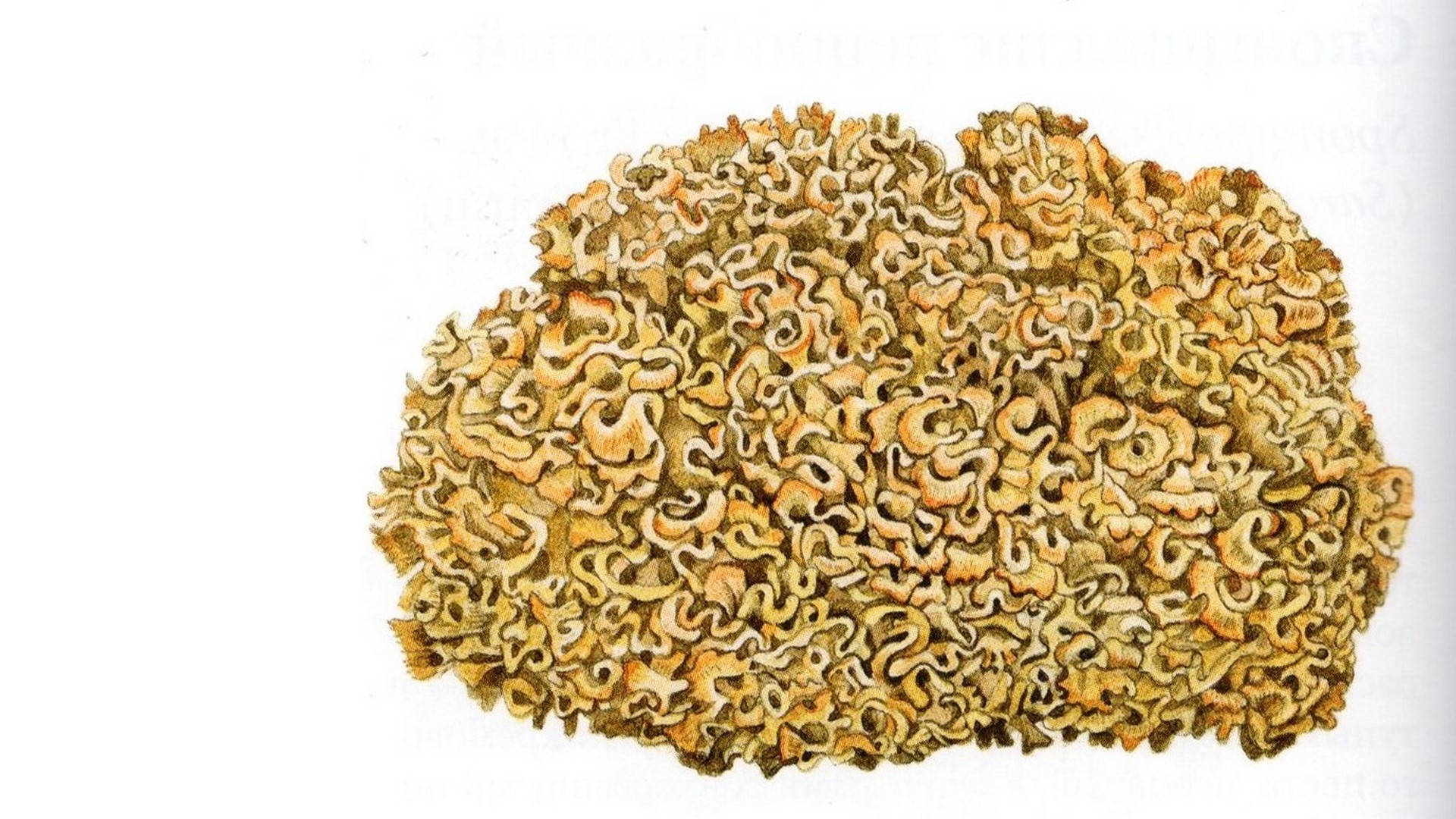 Спарассис курчавый или грибная капуста